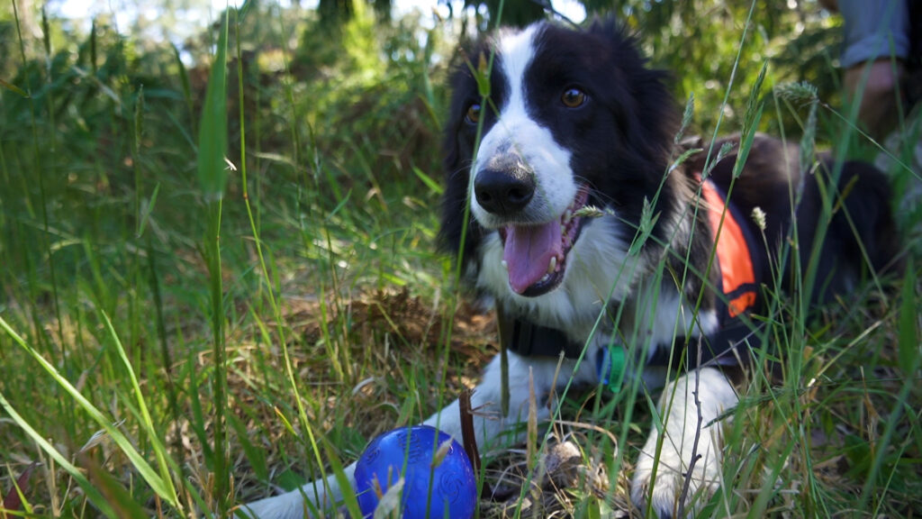 Canidae Development