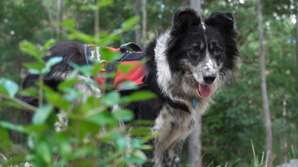 Queensland Koala Detection Dogs