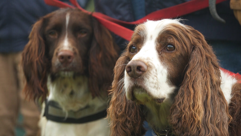 Truffle Dogs