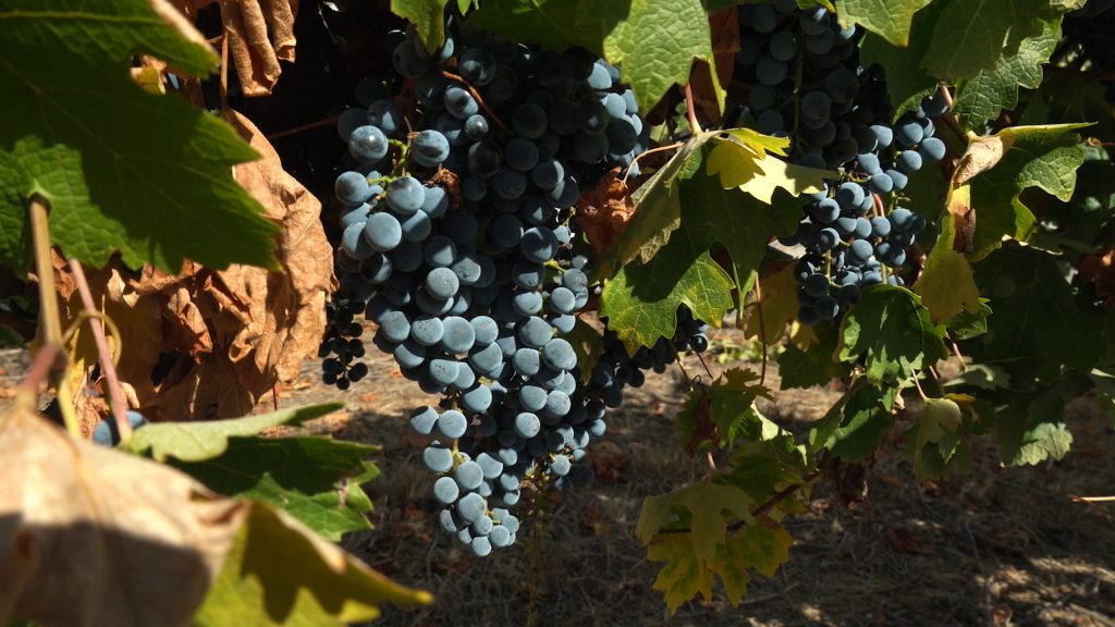 Yarra Valley, VIC – Sedona Estate