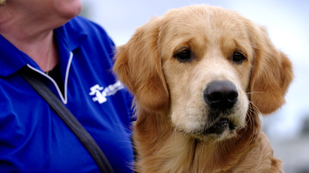 Lort Smith Therapy Dogs