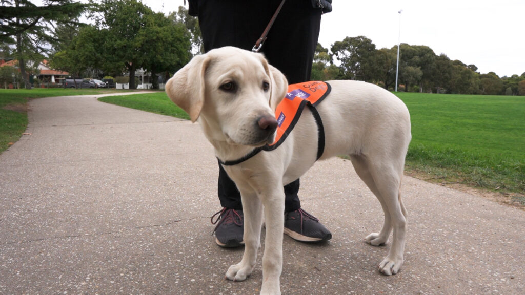 Guide Dogs