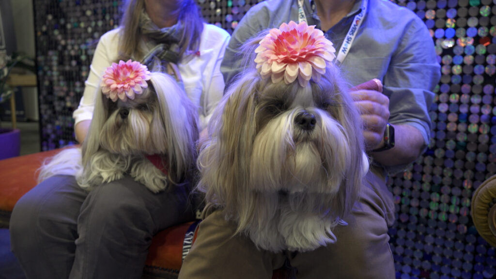 Melbourne Dog Lovers Show