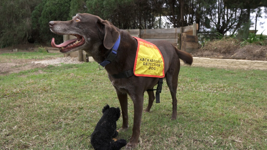 More Detection Dogs