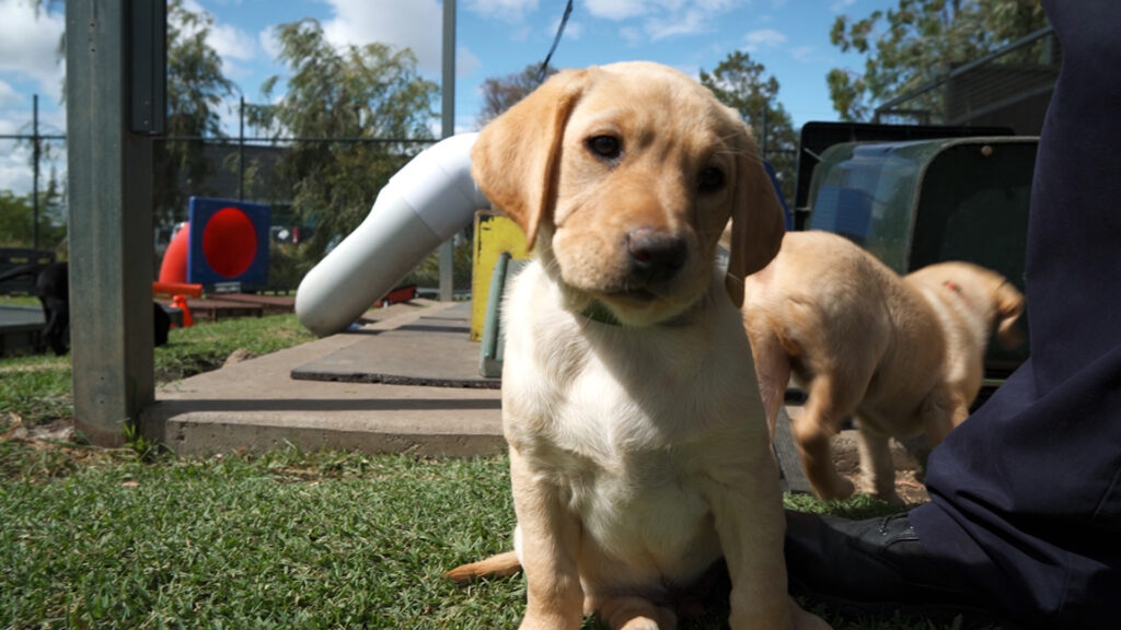 Border Force Detector Dogs