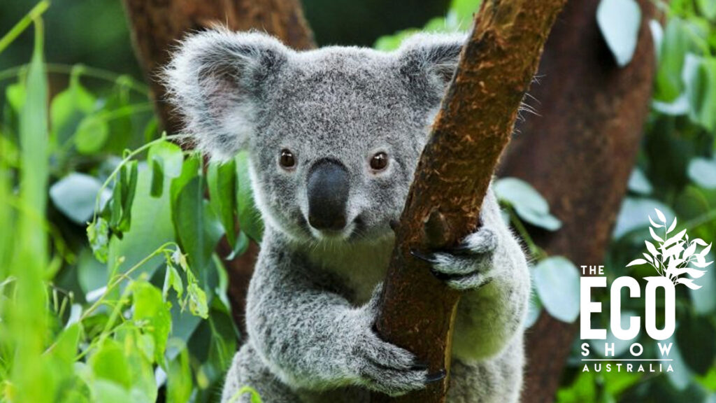 The Eco Show
