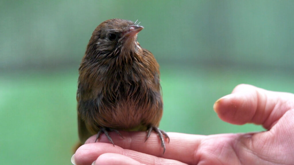 Eastern Bristlebird