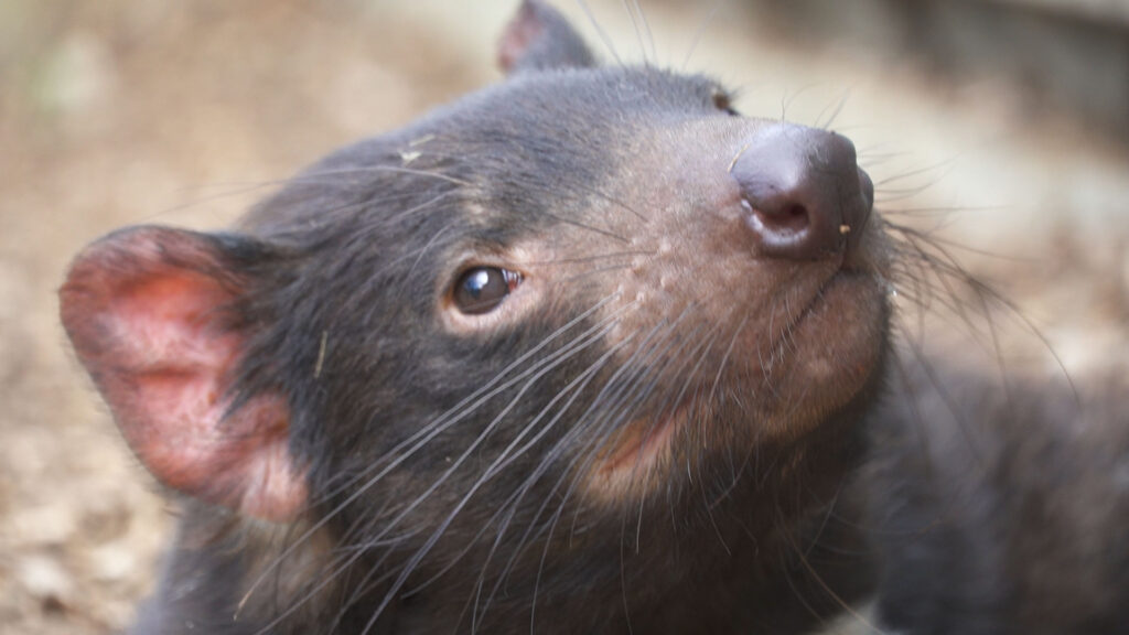 Tasmanian Devils