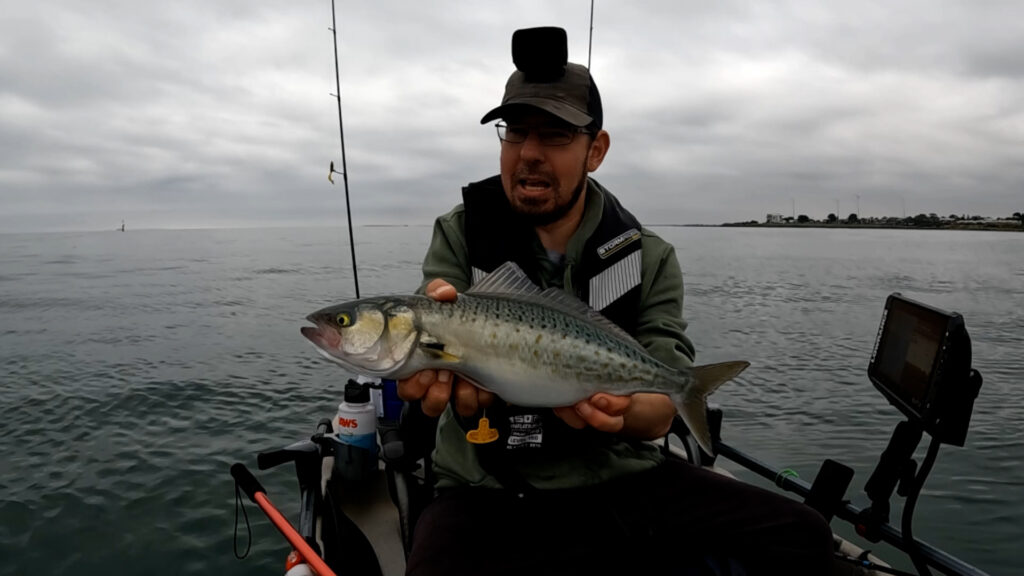 Black Mamba Test & Salmon Chaos