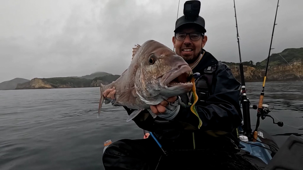 Giant Fish in Shallow Waters