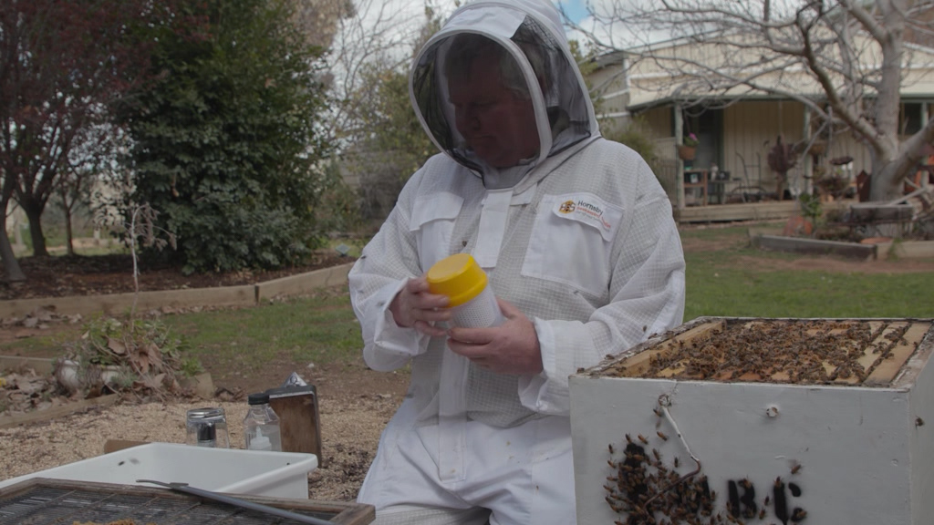 Hive Check: Is Your Colony Thriving?